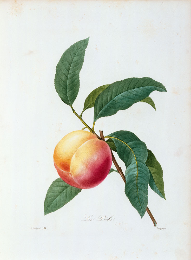 Peach / Redouté de Pierre Joseph Redouté