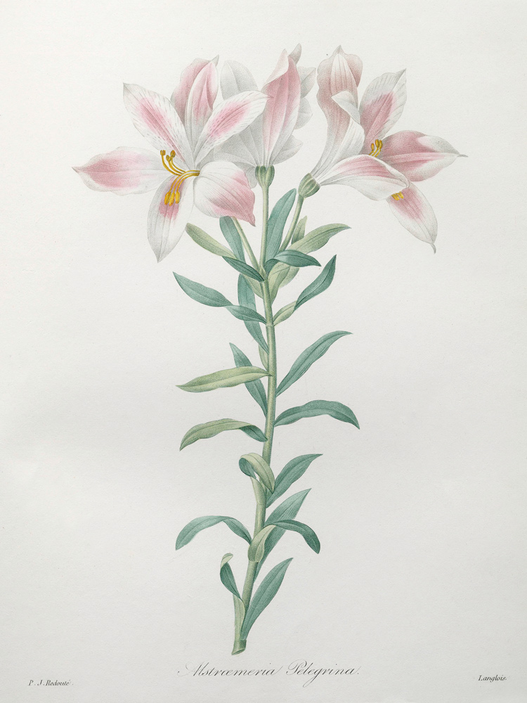 Peruvian Lily / Redouté de Pierre Joseph Redouté