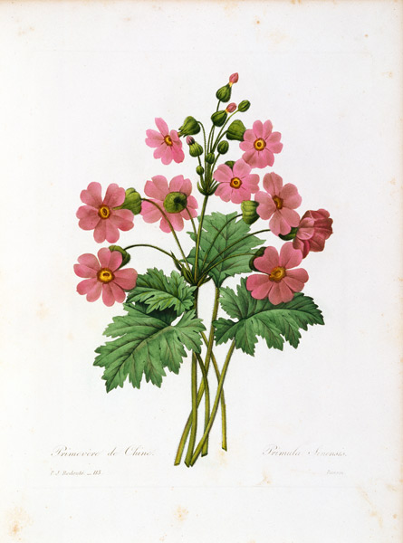 Primula Sinensis / Redouté de Pierre Joseph Redouté