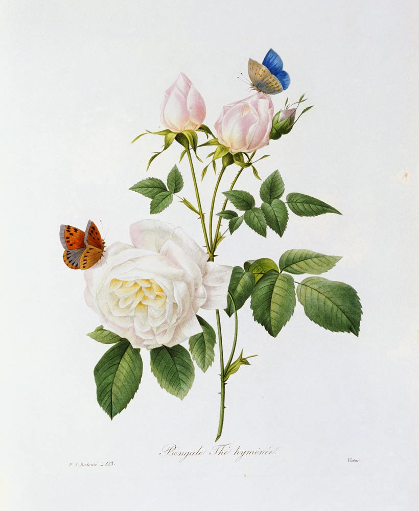 Rosa Bengale the Hymenes de Pierre Joseph Redouté