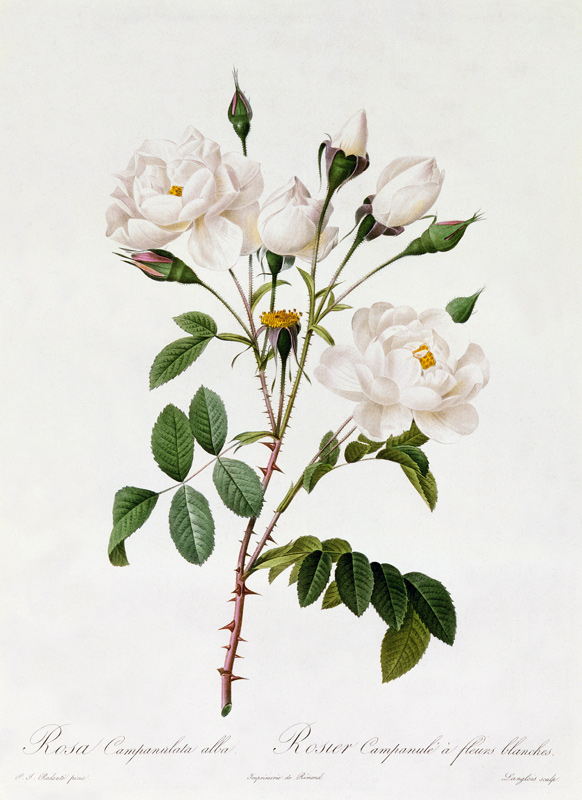 Rosa Campanulata Alba de Pierre Joseph Redouté