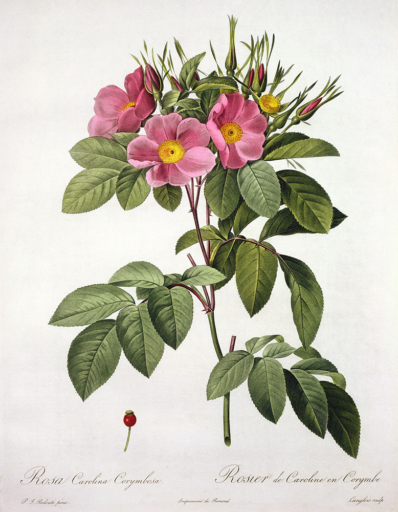 Rosa Carolina Corymbosa, engraved by Langlois, from 'Les Roses' de Pierre Joseph Redouté