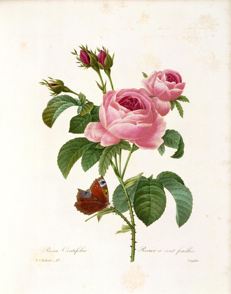 Rosa Centifolia de Pierre Joseph Redouté