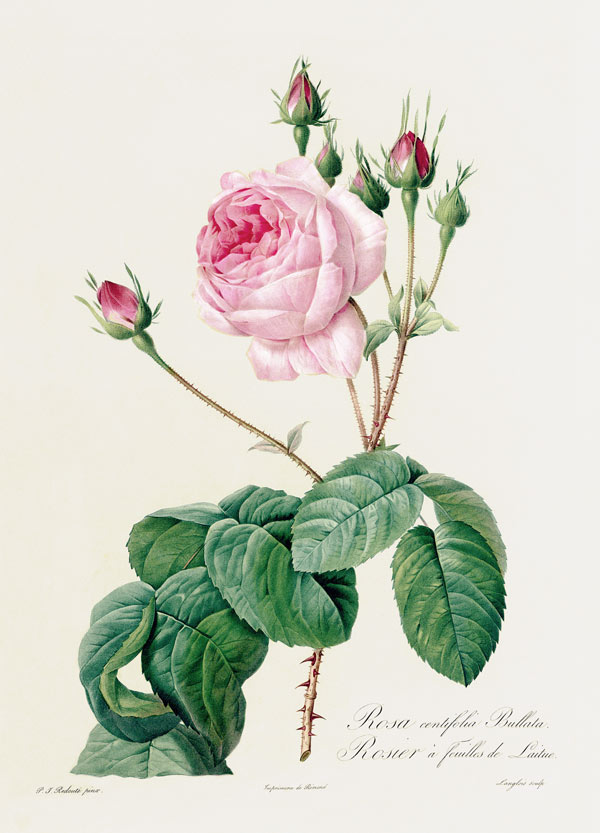 Rosa Centifolia Bullata de Pierre Joseph Redouté