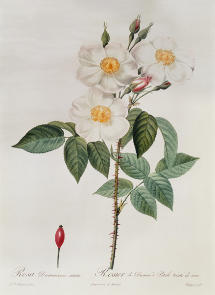 Rosa Damascena Subalba de Pierre Joseph Redouté