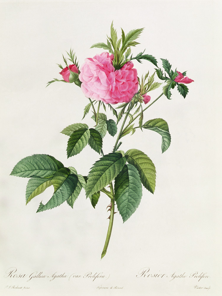 Rosa Gallica Agatha Prolifera de Pierre Joseph Redouté