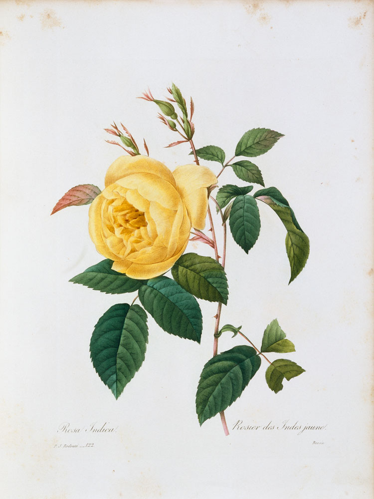 Rosa Indica / Redouté 1835 de Pierre Joseph Redouté