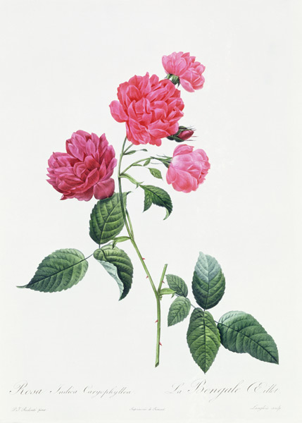 Rosa Indica Caryophyllea de Pierre Joseph Redouté