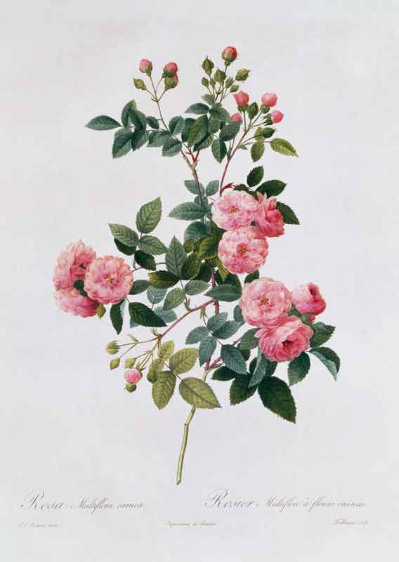 Rosa Multiflora Carnea de Pierre Joseph Redouté