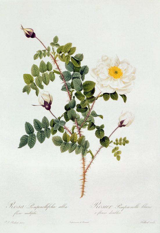 Rosa Pimpinellifolia Alba Flore Multiplei de Pierre Joseph Redouté