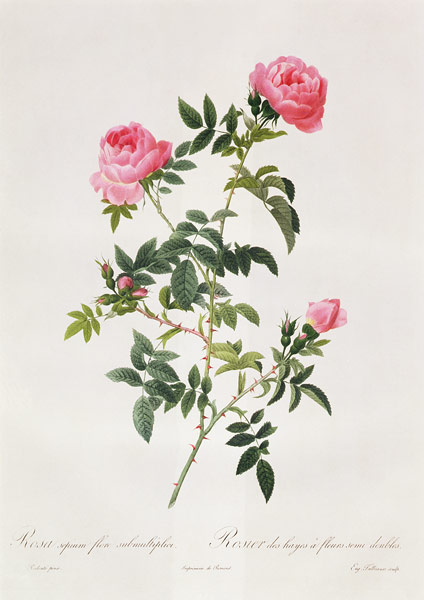 Rosa Sepium Flore Submultiplici de Pierre Joseph Redouté