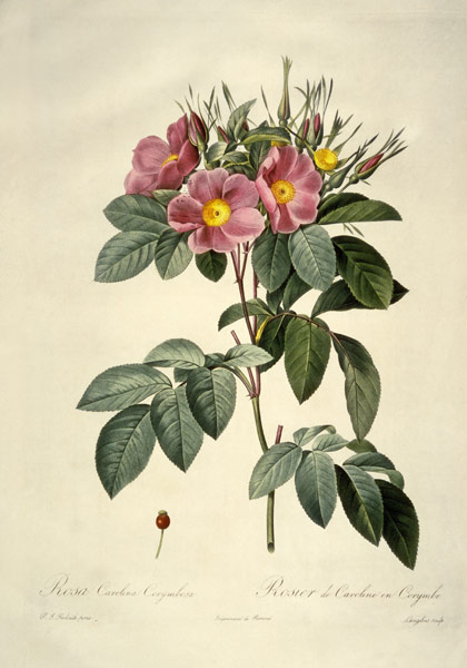 Rosa carolina corymbosa / after Redoute de Pierre Joseph Redouté