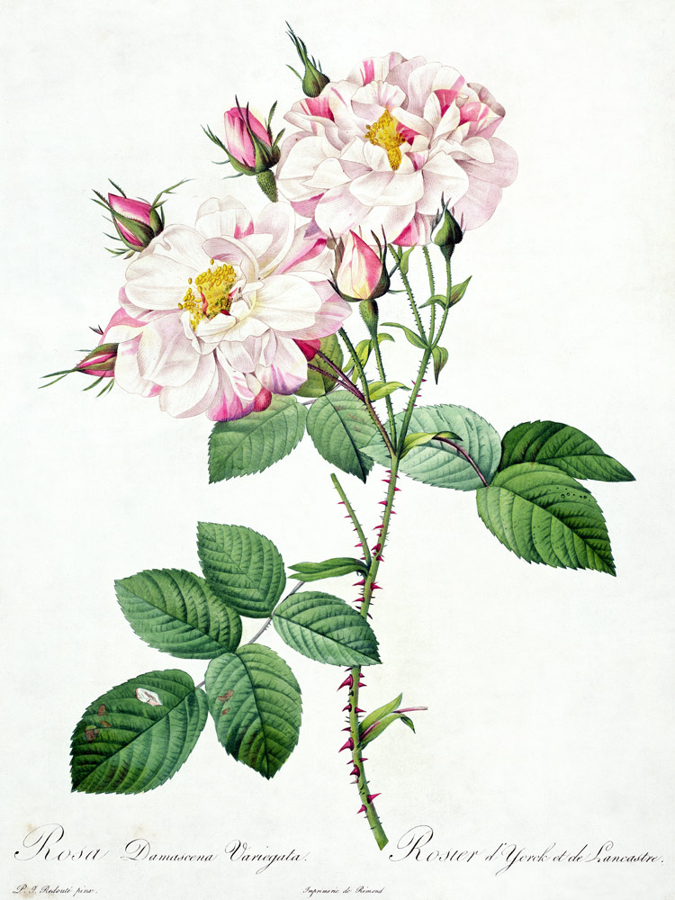 Rosa damascena variegata (York and Lancaster rose), engraved by Bessin, from 'Les Roses' de Pierre Joseph Redouté