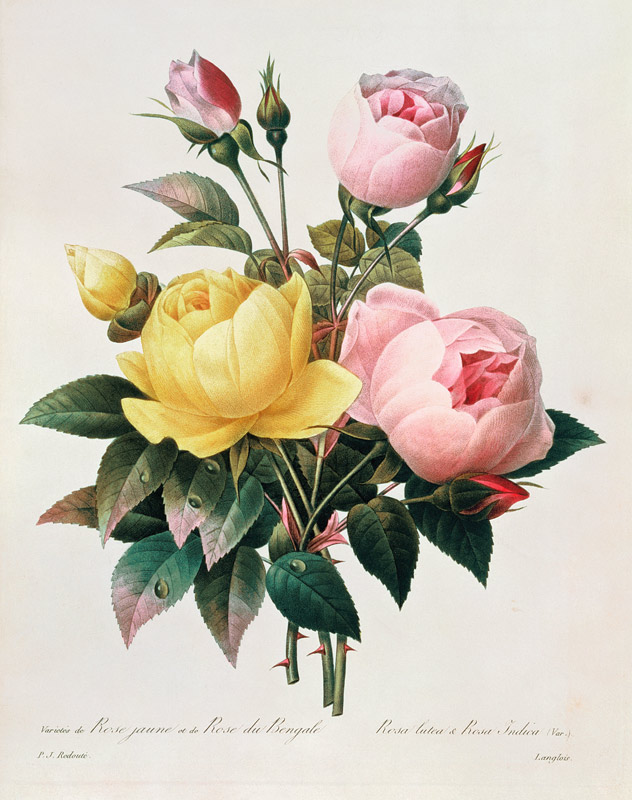 Rosa lutea and Rosa indica, from 'Les Choix des Plus Belles Fleurs' de Pierre Joseph Redouté