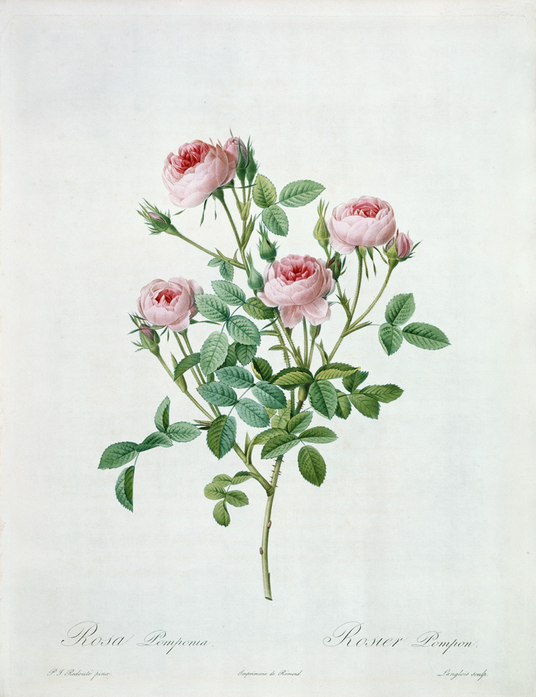 Rosa pomponia, engraved by Langlois, from 'Les Roses' de Pierre Joseph Redouté