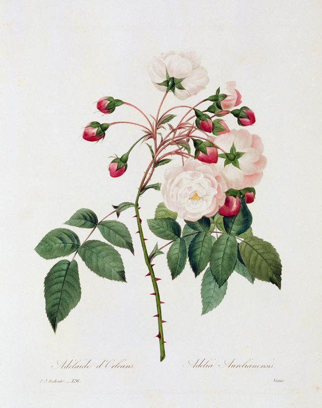 Rose Adelia Aurelianensis / Redouté 1835 de Pierre Joseph Redouté