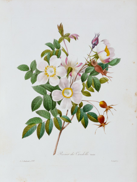 Rose, Candolle / Redouté 1835 de Pierre Joseph Redouté