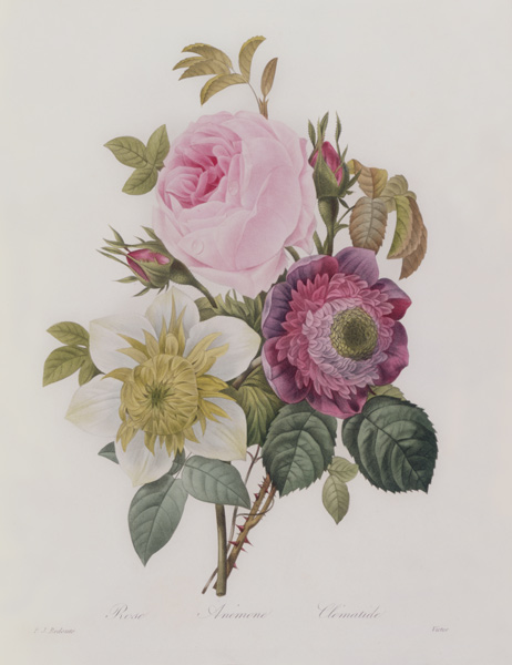 Rose, anemone and Clematide de Pierre Joseph Redouté