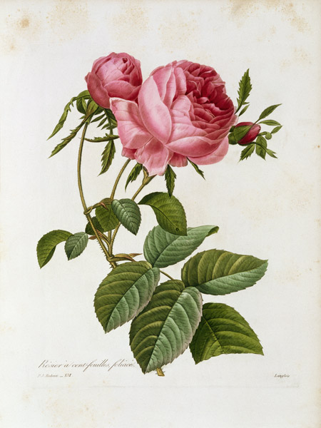 Roses / Redouté 1835, 131 de Pierre Joseph Redouté