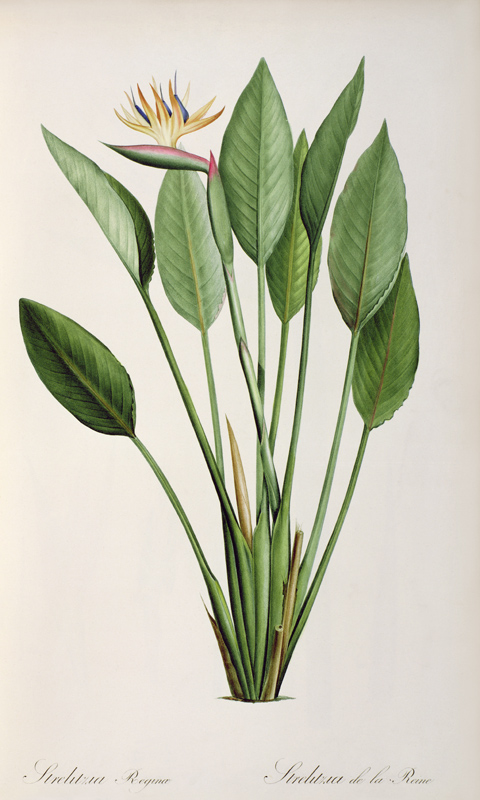 Strelitzia Reginae, from 'Les Strelitziaceae' de Pierre Joseph Redouté