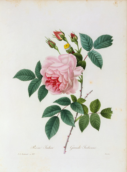 Tea Rose / Redouté 1835 de Pierre Joseph Redouté
