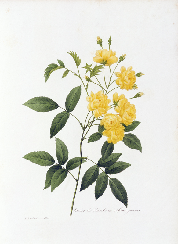 Yellow Lady Banks Rose / Redouté 1835 de Pierre Joseph Redouté