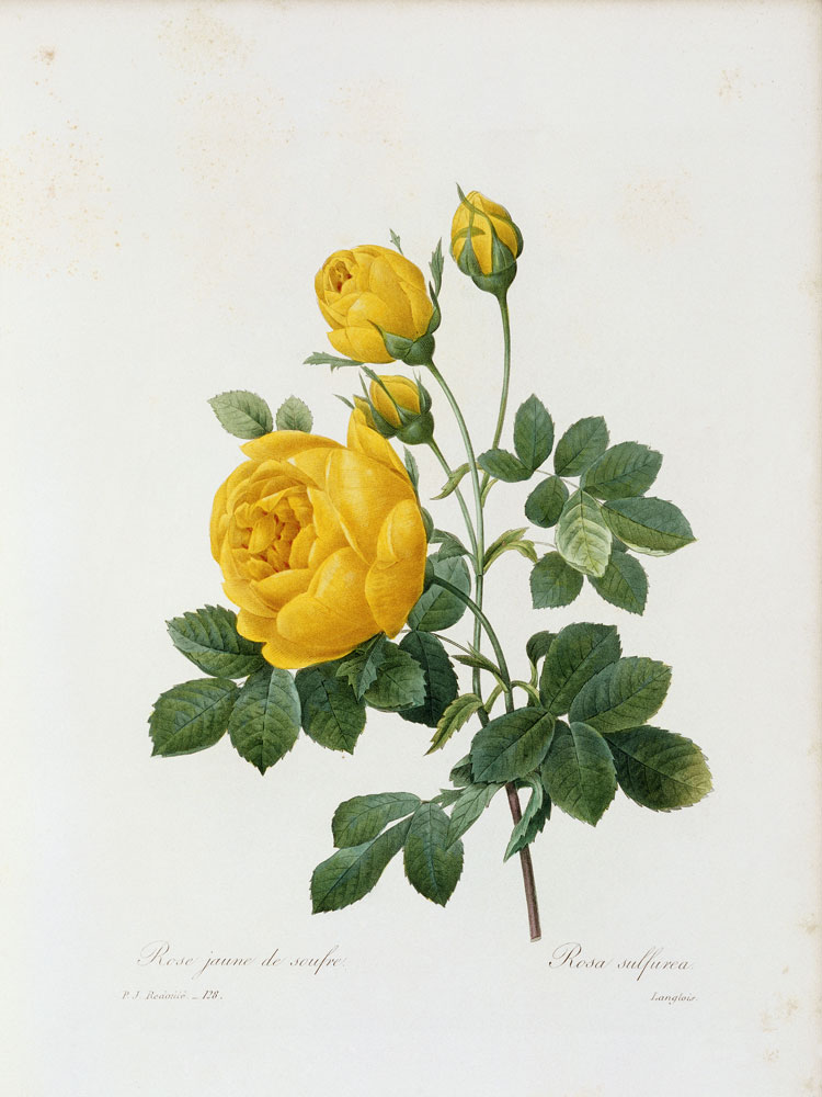 Yellow Rose / / Redouté 1835 de Pierre Joseph Redouté