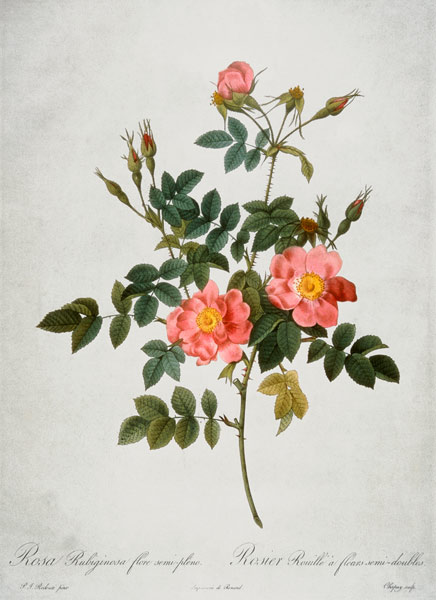 Rosa Rubiginosa Flore Semi-Pleno de Pierre Joseph Redouté