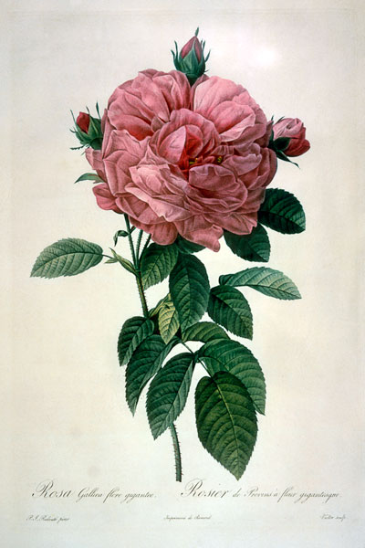 Rosa Gallica Flore Giganteo de Pierre Joseph Redouté