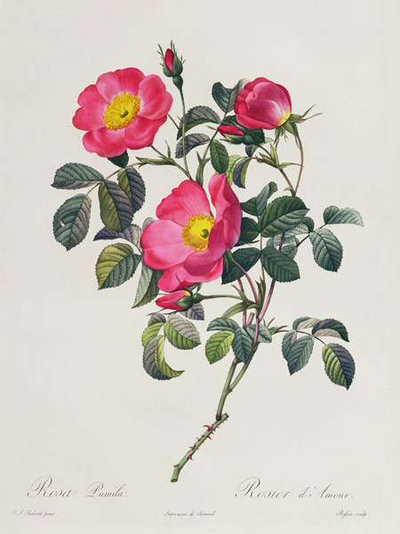 Rosa Lumila de Pierre Joseph Redouté