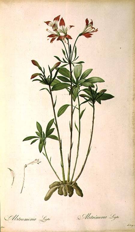 Alstraemeria Ligtu, from `Les Liliacees' de Pierre Joseph Redouté