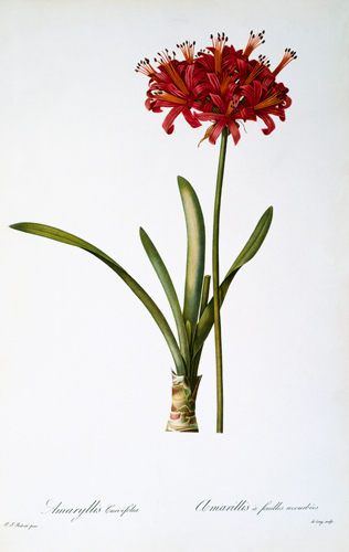 Amaryllis Curvifolia from `Les Liliacees' de Pierre Joseph Redouté