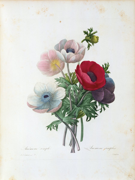 Anemone simplex / Redouté de Pierre Joseph Redouté