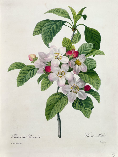 Apple Blossom, from 'Les Choix des Plus Belles Fleurs' de Pierre Joseph Redouté