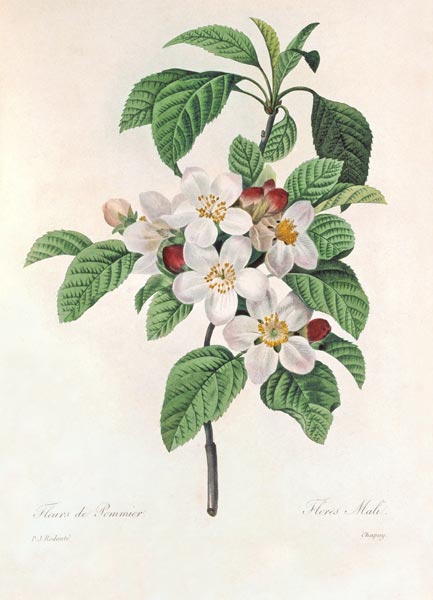 Apple blossom / Redouté de Pierre Joseph Redouté