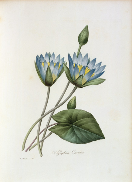 Blue Lotus / Redouté de Pierre Joseph Redouté