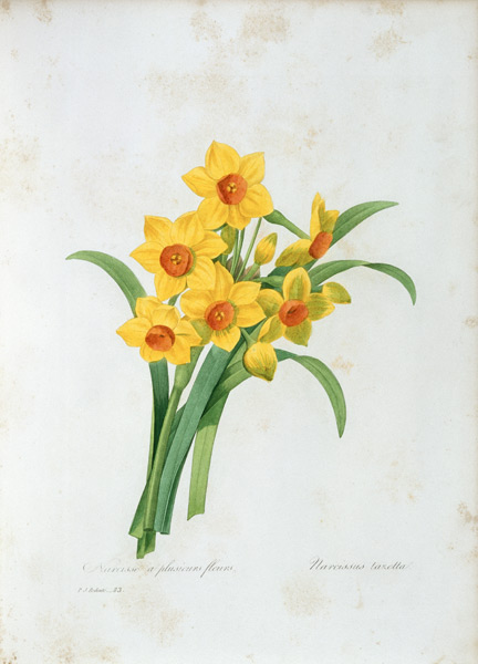 Bunch-flowered Narcissus / Redouté de Pierre Joseph Redouté