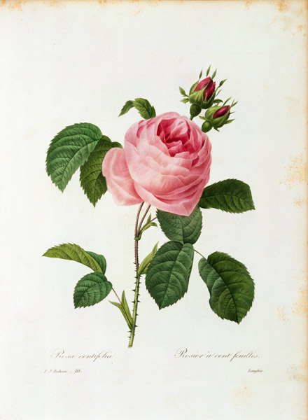 Cabbage Rose / Redouté 1835 de Pierre Joseph Redouté