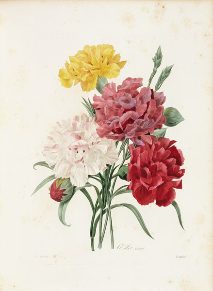 Carnations / Redouté de Pierre Joseph Redouté