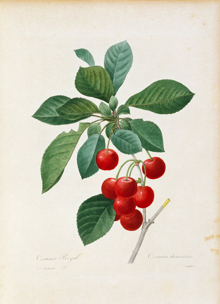 Cherry / Redouté de Pierre Joseph Redouté