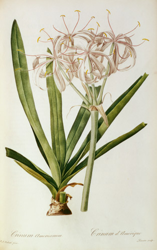 Crinum Americanum, from `Les Liliacees' de Pierre Joseph Redouté