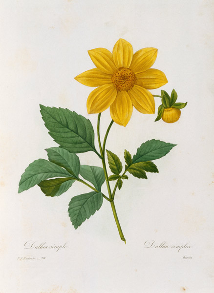 Dalea simplex, engraved by Bessin, from 'Choix des Plus Belles Fleurs' de Pierre Joseph Redouté