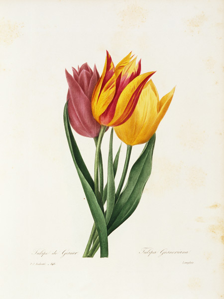 Didier s tulip / Redouté de Pierre Joseph Redouté