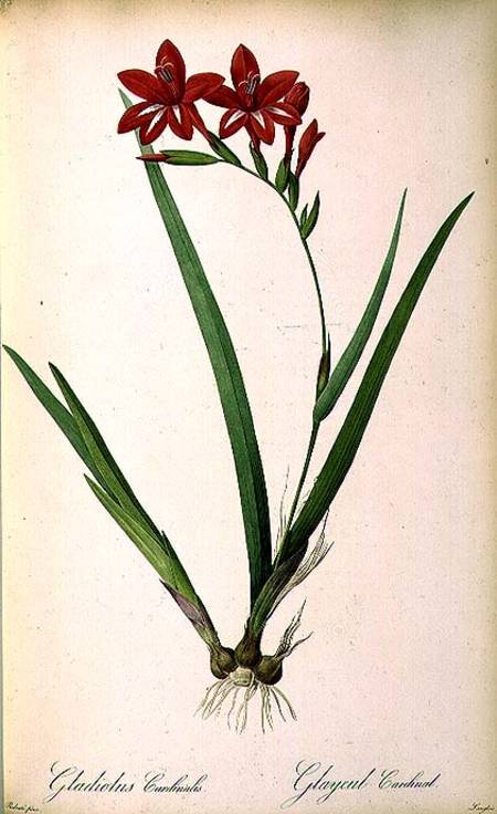 Gladiolus Cardinalis, from `Les Liliacees' de Pierre Joseph Redouté