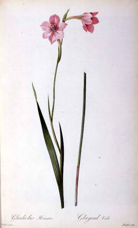 Gladiolus Hirsulus, from `Les Liliacees' de Pierre Joseph Redouté