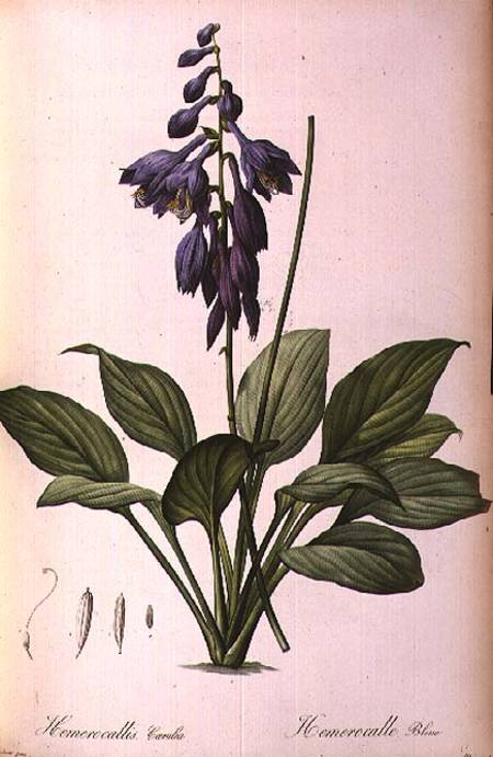 Hemerocallis Caerulea, from `Les Liliacees' de Pierre Joseph Redouté
