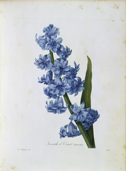 Hyacinth / Redouté de Pierre Joseph Redouté
