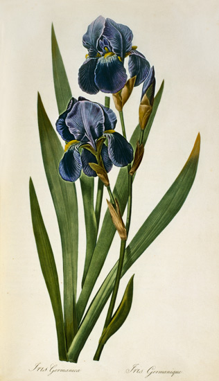 Iris Germanica, from `Les Liliacees' de Pierre Joseph Redouté