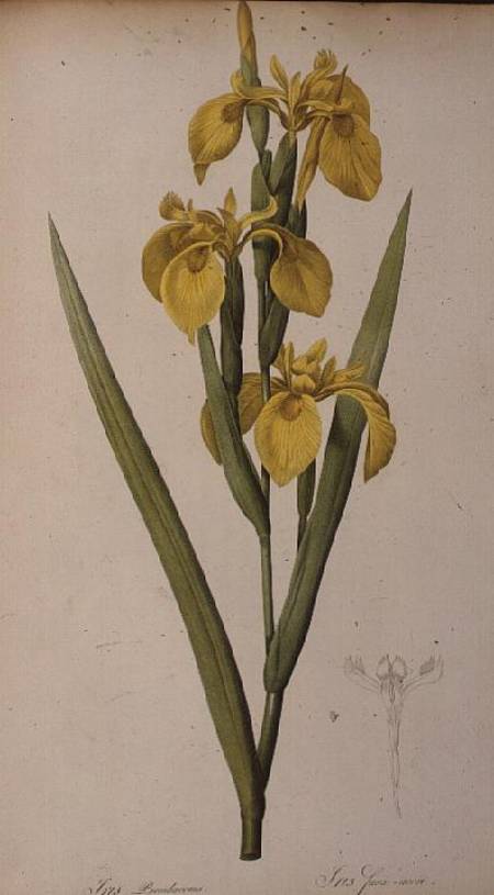 Iris Pseudacorus, from `Les Liliacees' de Pierre Joseph Redouté