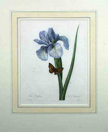 Iris xiphium, engraved by Langlois, from 'Choix des Plus Belles Fleurs' de Pierre Joseph Redouté